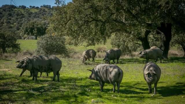 Origem e evolução da doença na Espanha