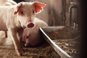 Crises atuais na saúde animal: o problema da peste suína africana