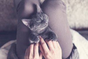 Quanto tempo os gatos precisam dormir?