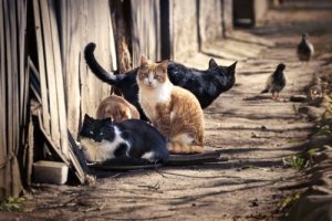 Quantos gatos existem no mundo?