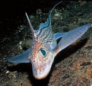 Peixes estranhos: a quimera das profundezas