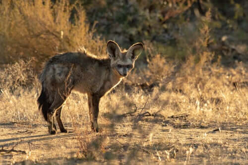 A raposa-orelhas-de-morcego