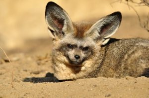 A raposa-orelhas-de-morcego: suas técnicas de caça