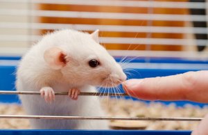 Atualizações sobre os cuidados com os ratos de laboratório