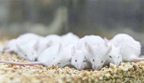 Cuidando dos ratos de laboratório