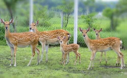 Reservas de animais selvagens