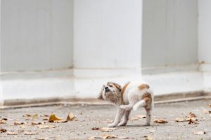 Tipos de sarna em filhotes: causas e sintomas