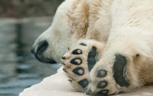 A saúde do urso polar