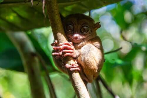 O társio é uma espécie em extinção.