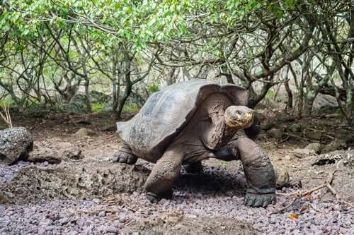 A tartaruga gigante das Ilhas Galápagos