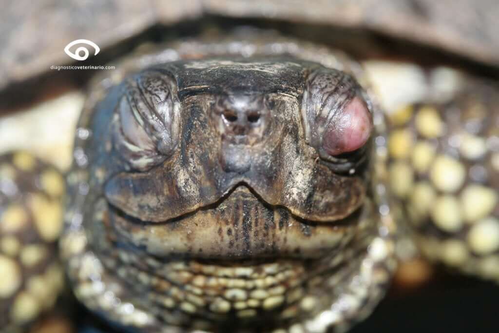 problemas de saúde mais comuns em tartarugas domésticas