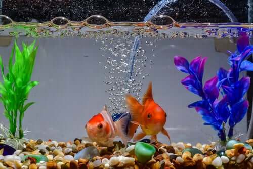 resfriar o seu aquário durante o verão