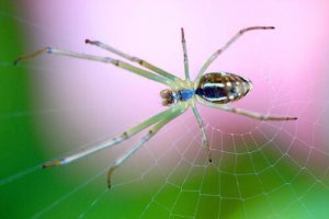 Tipos de aracnídeos