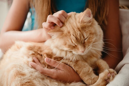 Tratamento da demência senil em gatos