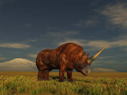 Unicórnio siberiano (ou rinoceronte-de-chifre-grande)
