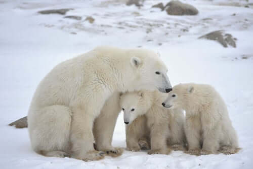Urso polar com seus filhotes