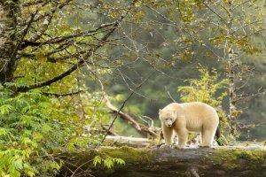 Urso de kermode, o espírito da floresta