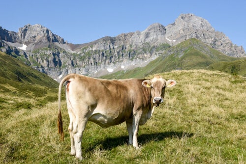 Vaca suíça: umas das vacas leiteiras mais produtivas.