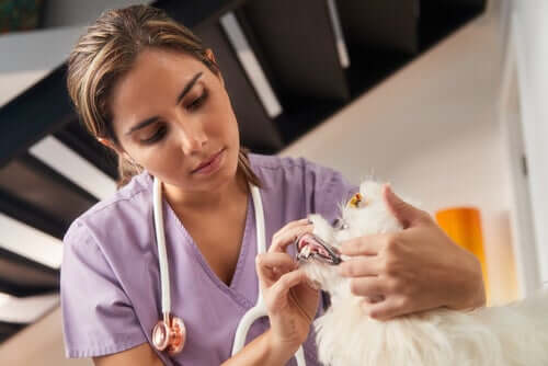 O resgate de animais inclui os animais de estimação