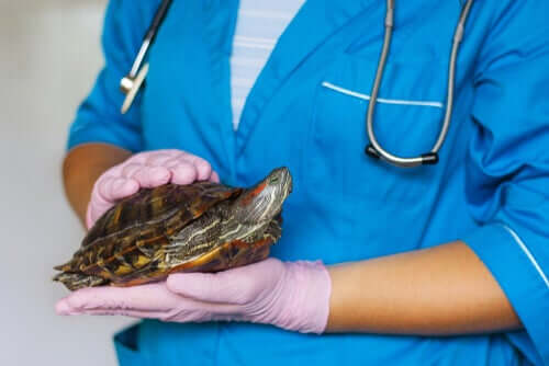 problemas de saúde mais comuns em tartarugas domésticas