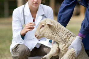 Zooveca: antiparasitário para animais