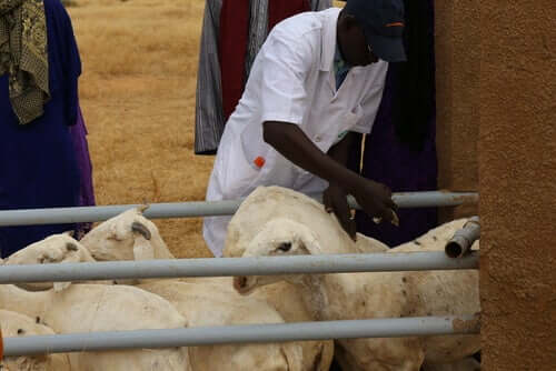 Zooveca diazinon para o tratamento antiparasitário em ovelhas.