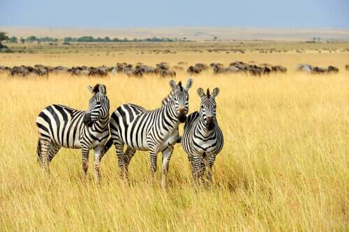 A zebra-da-planície: características e habitat