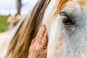 Como lidar com a alergia a cavalos