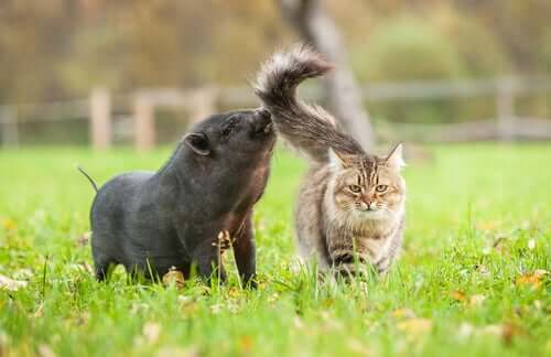 Síndrome gato-porco