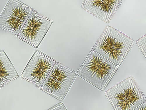 O que devemos saber sobre o fitoplâncton?