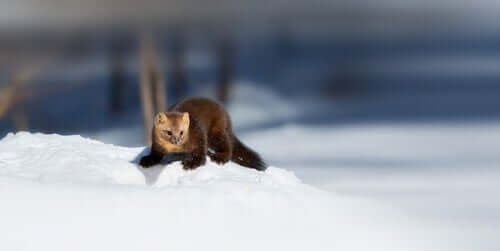 Comportamento e reprodução