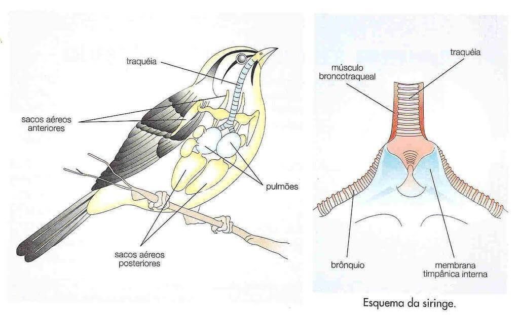 Aprenda a identificar o canto das aves em casa