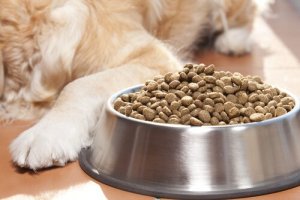 Como armazenar a ração do seu cão corretamente