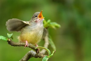 Aprenda a identificar o canto das aves em casa