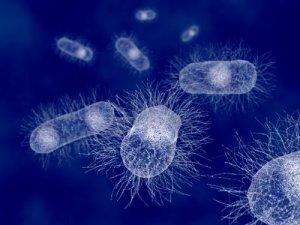Escherichia coli: a bactéria dos mamíferos