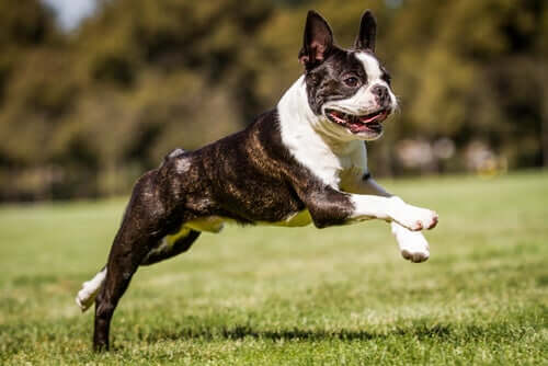 Boston terrier: uma das raças de cachorro mais limpas