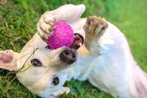 Os 5 brinquedos que os cães mais gostam