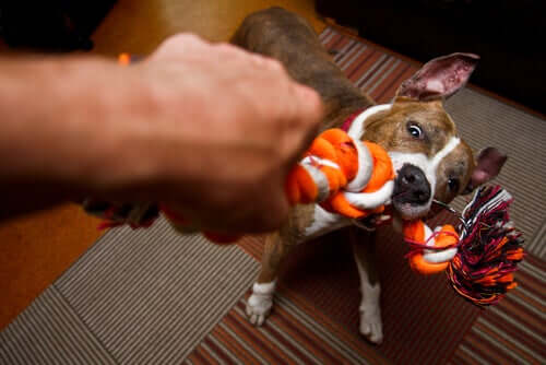 Cão mordendo corda de brinquedo