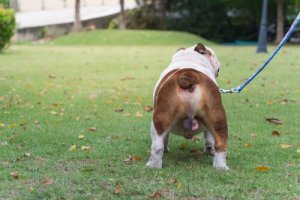 Castração química em cães: em que consiste?