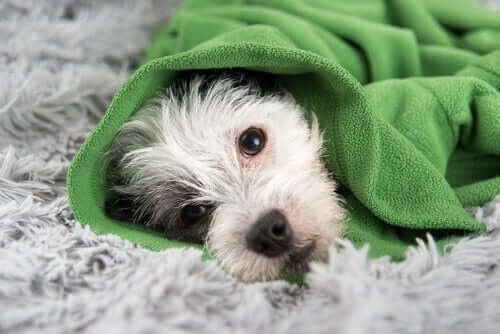 Dicas para prevenir os resfriados em cães