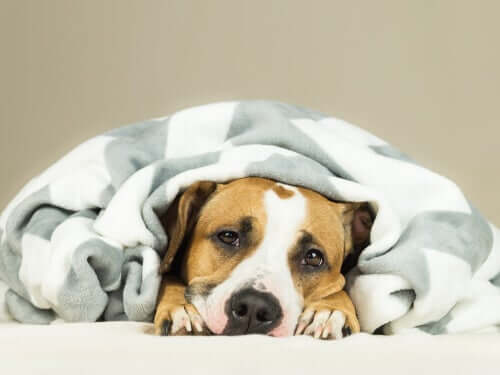 Dicas para prevenir os resfriados em cães