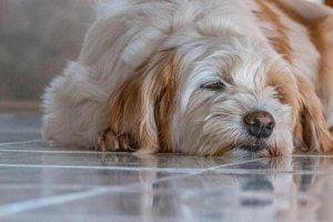 Espasmos musculares em cães: o que fazer?