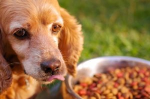 Dicas para alimentar cães com estômago sensível