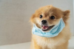 Parasita e hospedeiro: uma corrida armamentista