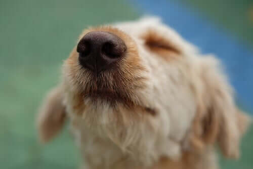 Razões para o nariz seco em cães