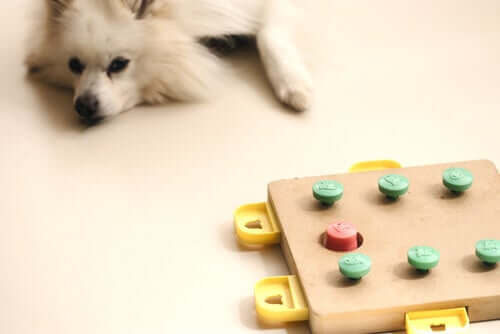 Jogos que contribuem para a estimulação mental dos cães