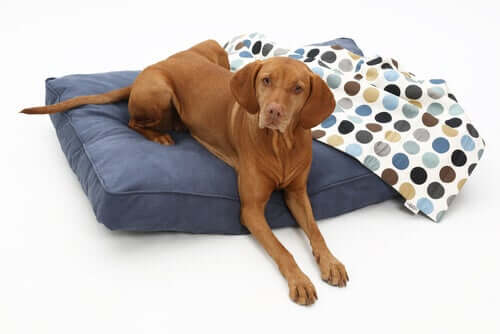 tipos diferentes de camas para cães