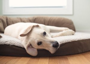 3 tipos diferentes de camas para cães