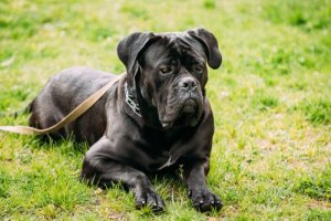 Cane corso: excelente cão de guarda e de companhia
