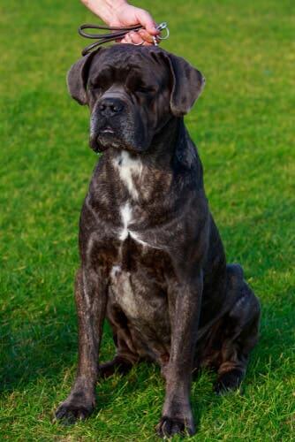 Cane corso